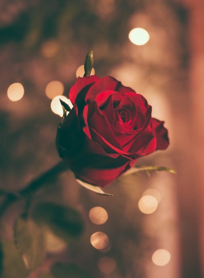 一朵红玫瑰的聚焦照片